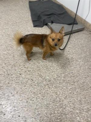 Oakley, Pomeranian / Chihuahua, adult, available for adoption