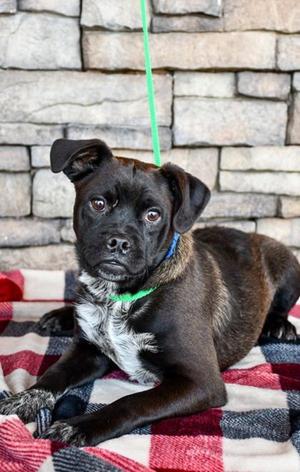 Duke, Pug, young, available for adoption