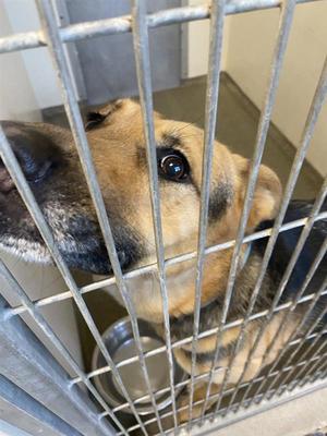 Biscuit, German Shepherd Dog, adult, available for adoption