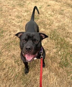 Draco, Pit Bull Terrier, adult, available for adoption