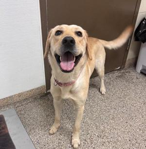Delta, Labrador Retriever, young, available for adoption