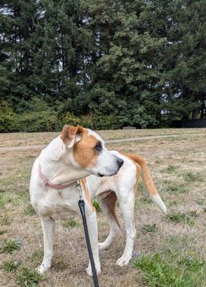Buff, Labrador Retriever / Terrier, senior, available for adoption