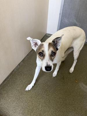Dita, Australian Cattle Dog / Blue Heeler, adult, available for adoption