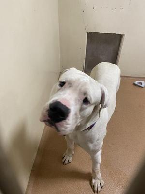 Ghost, Dogo Argentino, adult, available for adoption
