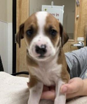 Cinnamon, Dalmatian, puppy, available for adoption
