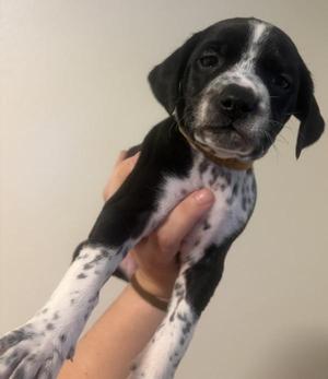 A black and white puppy with spots being held in someone's hand.