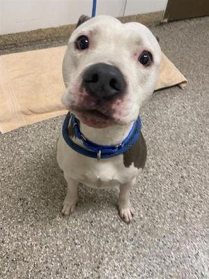A white dog with a black nose and brown patches on its ears and back, wearing a blue collar, sitting on a gray carpeted floor.