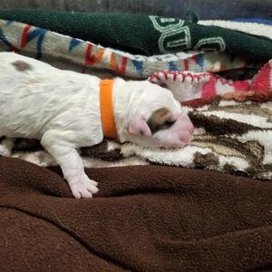 Angus, Australian Shepherd, young, available for adoption