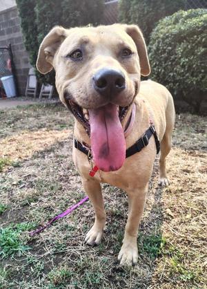 Iris, Labrador Retriever, adult, available for adoption