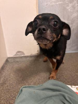 Marcy, Chihuahua, adult, available for adoption