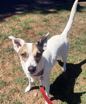 Dita, Australian Cattle Dog / Blue Heeler, adult, available for adoption