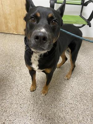 Buckaroo, Australian Kelpie / German Shepherd Dog, adult, available for adoption