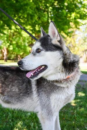 Boii Jerome, Siberian Husky, adult, available for adoption