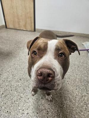 A brown and white dog with floppy ears and a black nose is looking directly at the camera. The dog is standing on a gray floor with a wooden door in the background.