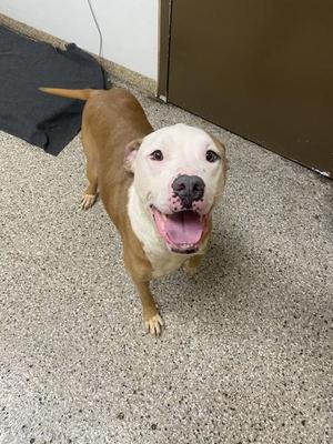 Alistar, Pit Bull Terrier, adult, available for adoption