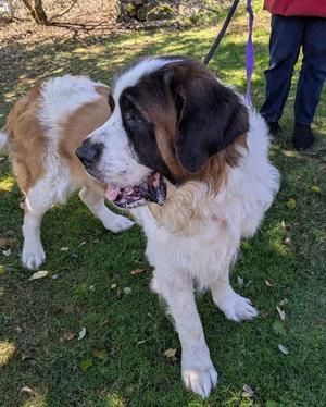Bear, Saint Bernard, adult, available for adoption