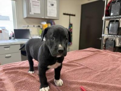 Cheesy Gordita Crunch, Mixed Breed, puppy, available for adoption