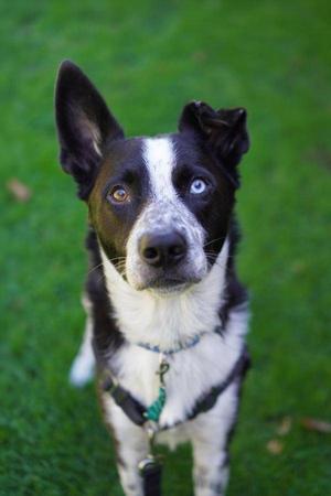 Brailard, Border Collie, adult, available for adoption