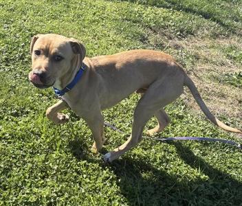 Enzo, Cane Corso / Pit Bull Terrier, young, available for adoption