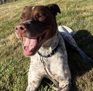 Augustus, Labrador Retriever / Australian Cattle Dog / Blue Heeler, adult, available for adoption