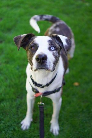 Dasher, Pit Bull Terrier / Hound, adult, available for adoption