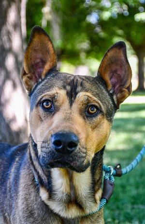 Elijah, Mixed Breed, young, available for adoption