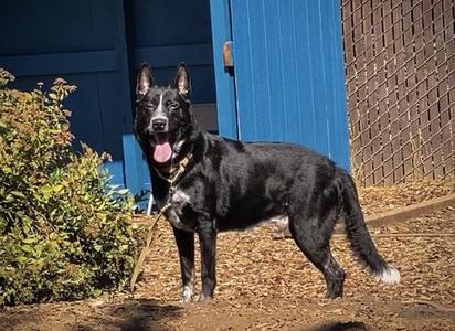 Blue, German Shepherd Dog / Australian Cattle Dog / Blue Heeler, adult, available for adoption