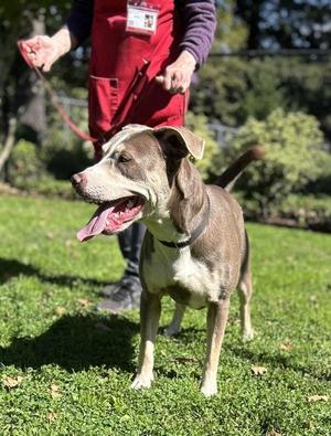 Dilly, Pit Bull Terrier, young, available for adoption