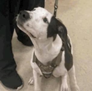Mochi, Pit Bull Terrier, young, available for adoption