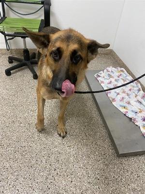 Kitty Hawk, German Shepherd Dog, adult, available for adoption