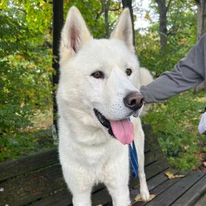 Bobo, Husky, Siberian, adult, available for adoption