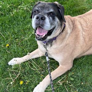 Ruby, Mastiff, adult, available for adoption