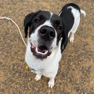 Ruthie, Great Dane, young, available for adoption