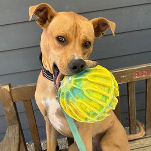 Tate, Terrier, adult, available for adoption