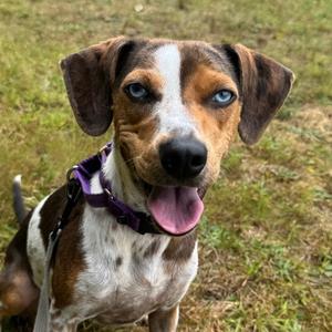 Storm, Beagle, adult, available for adoption