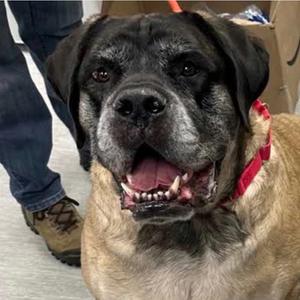 Bentley, Mastiff, adult, available for adoption