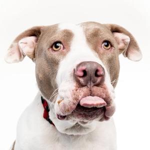 A close-up of a dog with a white and brown coat, sticking out its tongue, wearing a red collar.