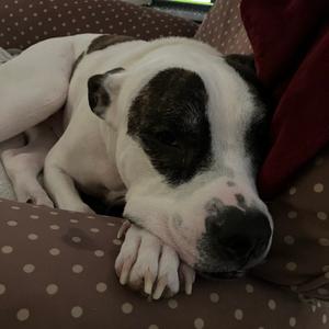 Petey, Terrier, American Pit Bull, adult, available for adoption