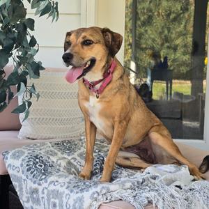 Sue Sue, Mixed Breed (Medium), adult, available for adoption