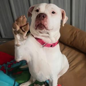 Freckles, Terrier, American Pit Bull, senior, available for adoption