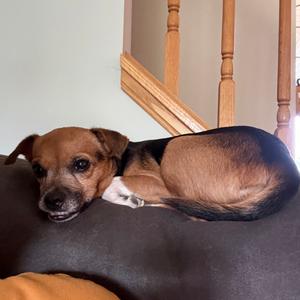 Dorothy, Chihuahua, senior, available for adoption