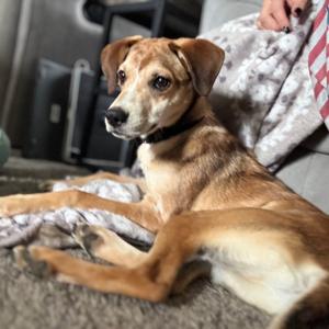 Jojo, Cattle Dog, available for adoption
