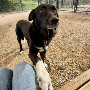 Daisy Jo, Collie, Border, senior, available for adoption