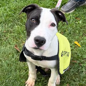 Stitch, Terrier, American Pit Bull, available for adoption