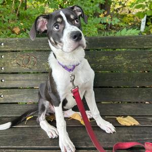 Taffy, Mixed Breed (Large), available for adoption
