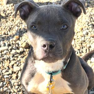 Sawyer, Terrier, American Pit Bull, available for adoption