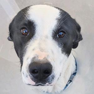 Close-up of a black and white dog looking directly at the camera