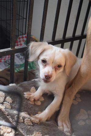 Casper (Shadow) (A111685), Chihuahua, adult, available for adoption