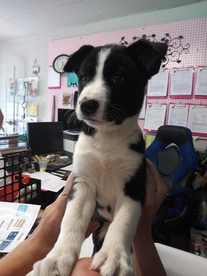 Echo, Labrador Retriever / Husky, adult, available for adoption
