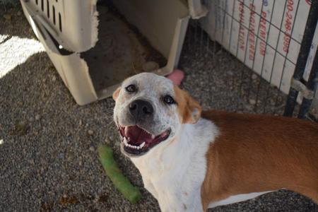 Belle (Meadow), Boxer, young, available for adoption
